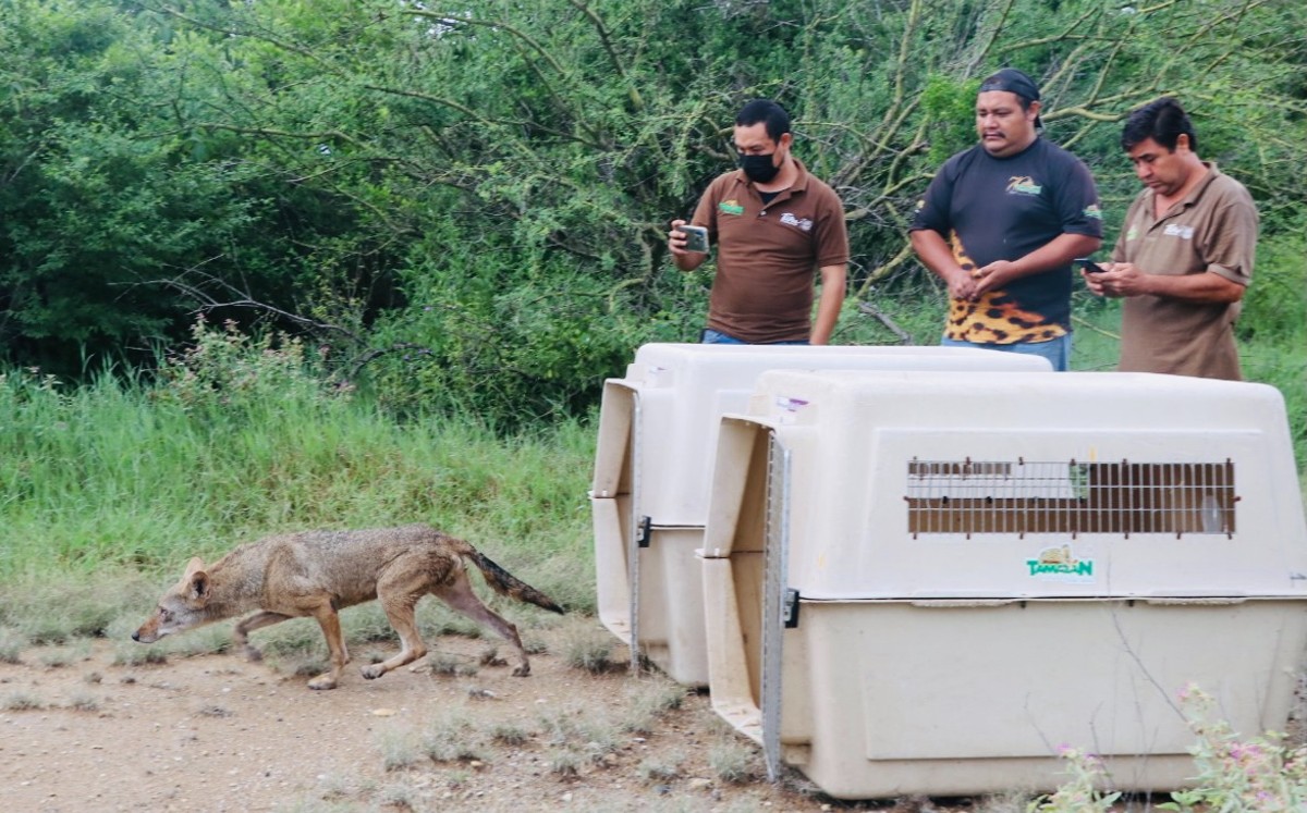 Coyote es regresado a su hábitat en Tamaulipas. (Cortesía)