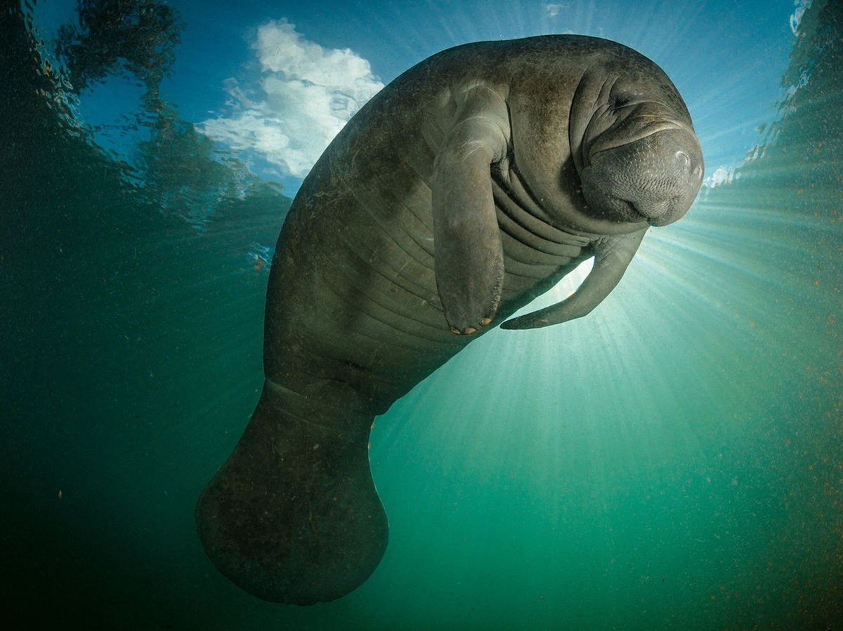 Ejemplar de manatí. Foto: National Geographic