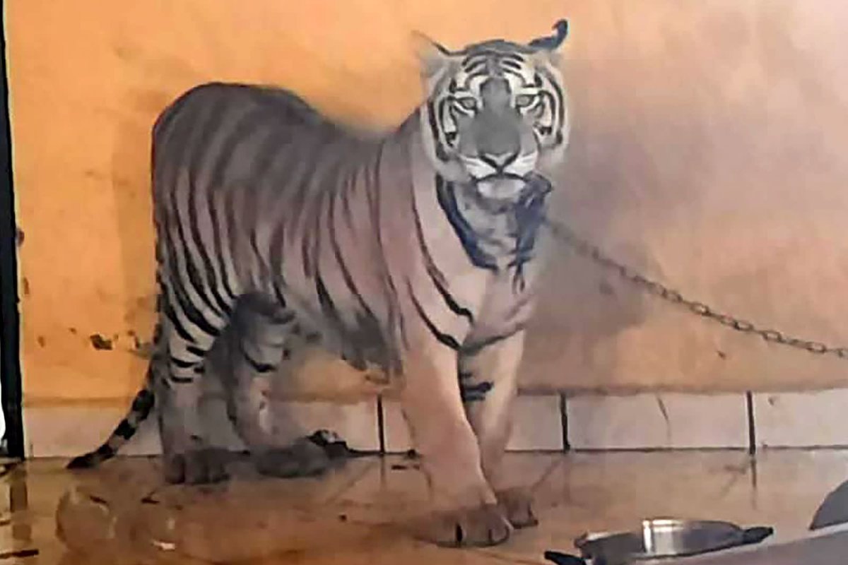 Tigre de Bengala encontrado en Sonora. (Twitter FGJSonora)