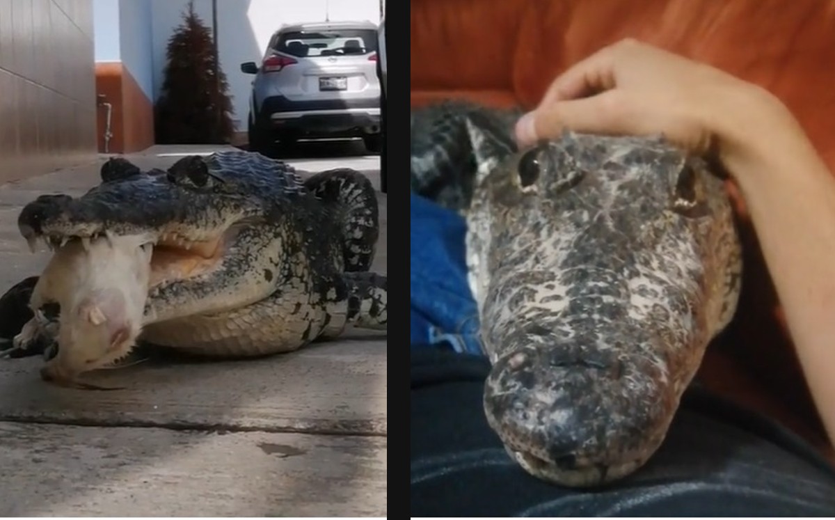 Pequeño cocodrilo busca al hombre que lo cuida; parece un perrito. (Especial)