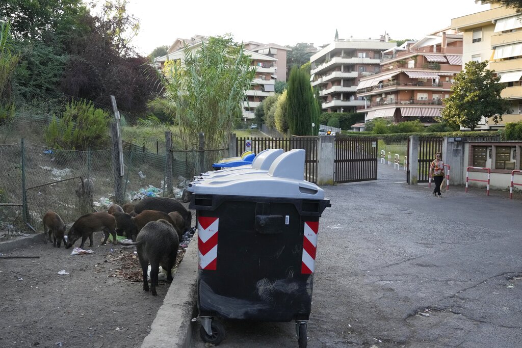Cientos de jabalíes han sido vistos en Roma. (AP)