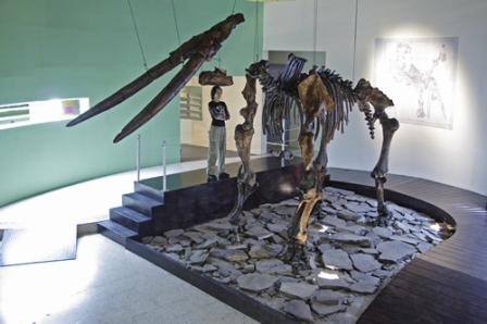 Alberga una colección de piezas relacionadas con la mega-fauna pleistocénica. (Cortesía)