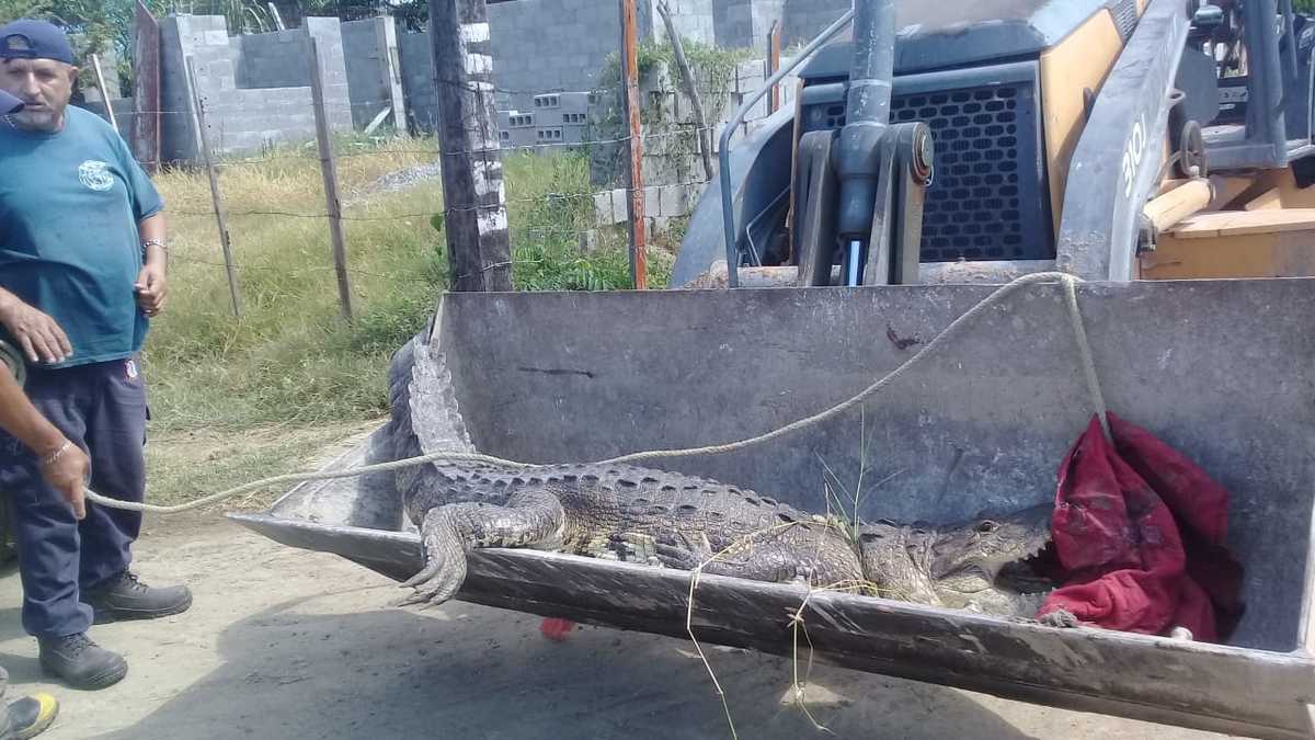 Cocodrilo es capturado en Altamira
