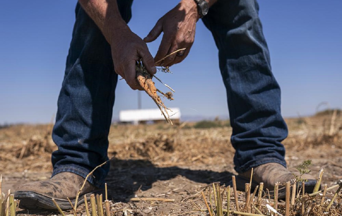 Agricultor arranca zanahorias de uno de sus campos de cultivo. (AP)