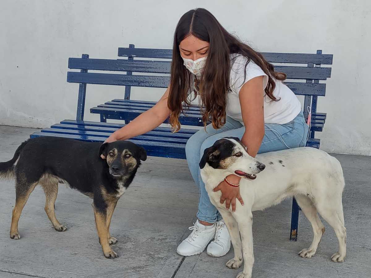 Lomitos rescatados tras muerte de su dueño indigente son puestos en adopción. (Jaime Correa)