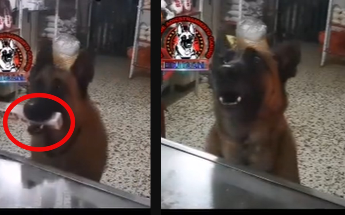 Perrita pastor alemán se hace viral por atender tienda de veterinaria. (Especial)