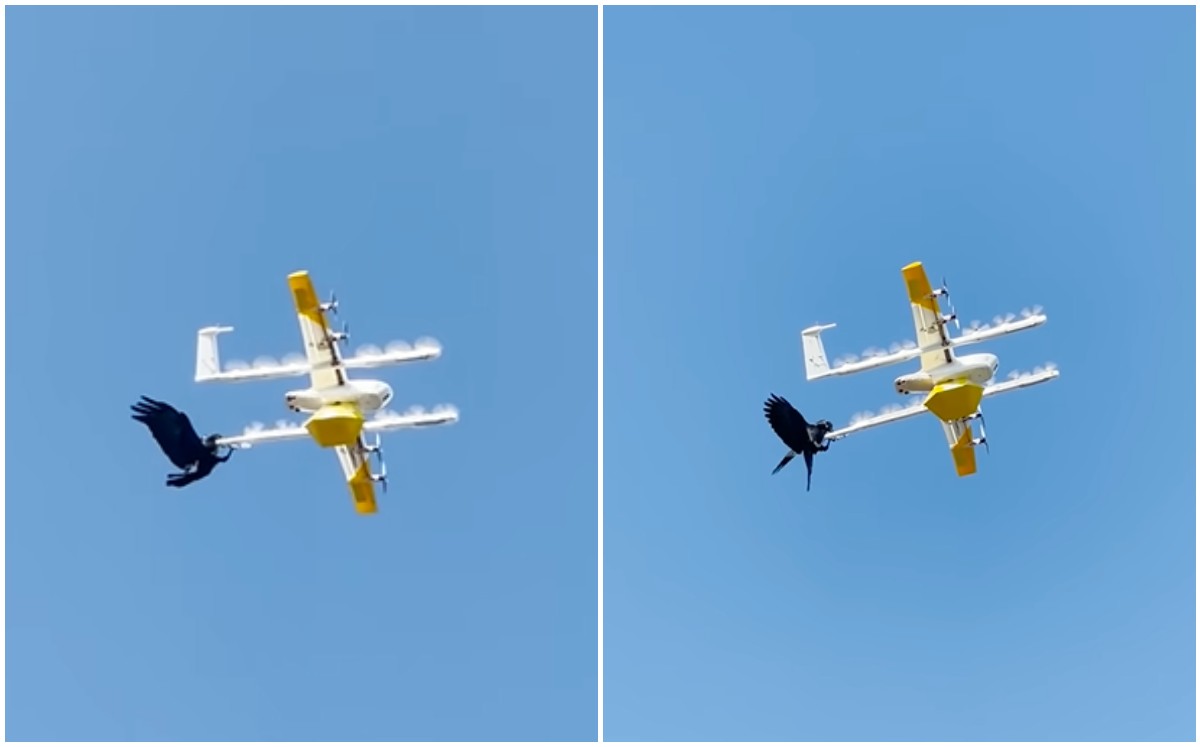 Cuervo ataca a dron de entrega (Captura).