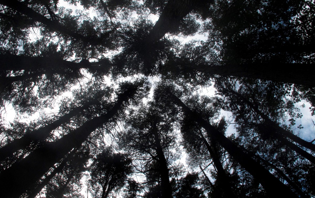 El hombre desapareció cuando tomaba alcohol con sus amigos en el bosque.  | AP