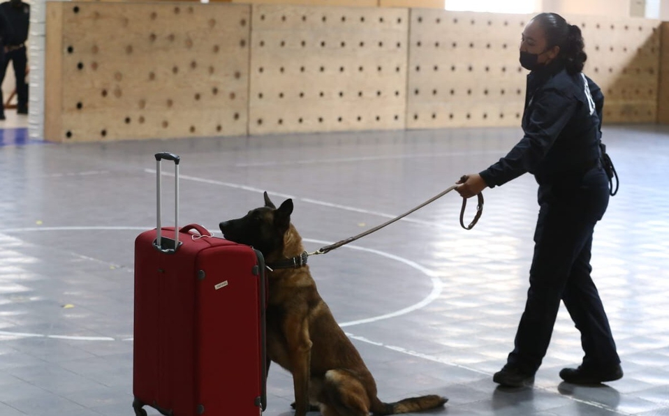 ‘Lomitos’ policía: Sedena dona 50 perros a la Unidad Canina