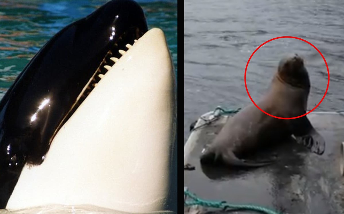 Mujer corre a lobo marino de barco; lo echa a orcas hambrientas (Especial)
