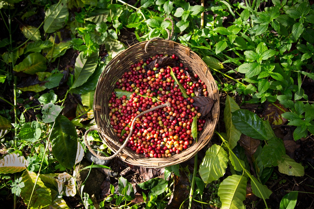 La compañía suiza ha capacitado en agricultura responsable a más de 96 mil productores mexicanos. (Cortesía)