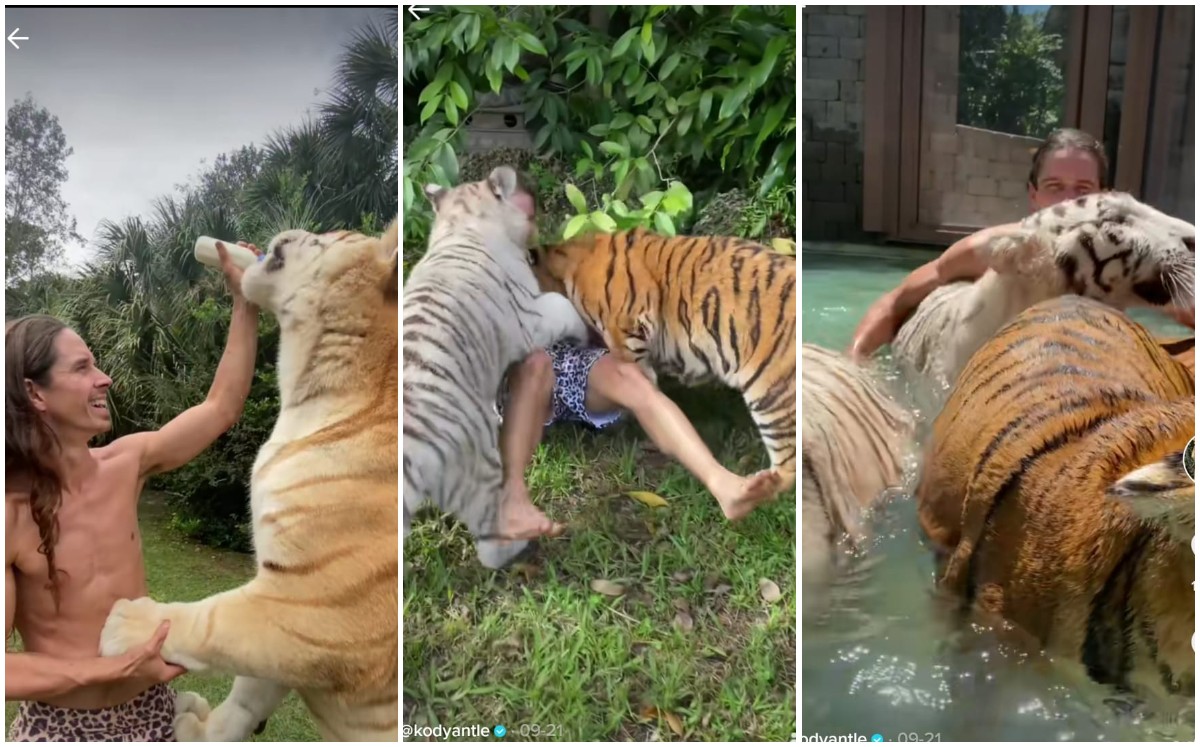 Kody Antle es un experto en el manejo de tigres (Captura)