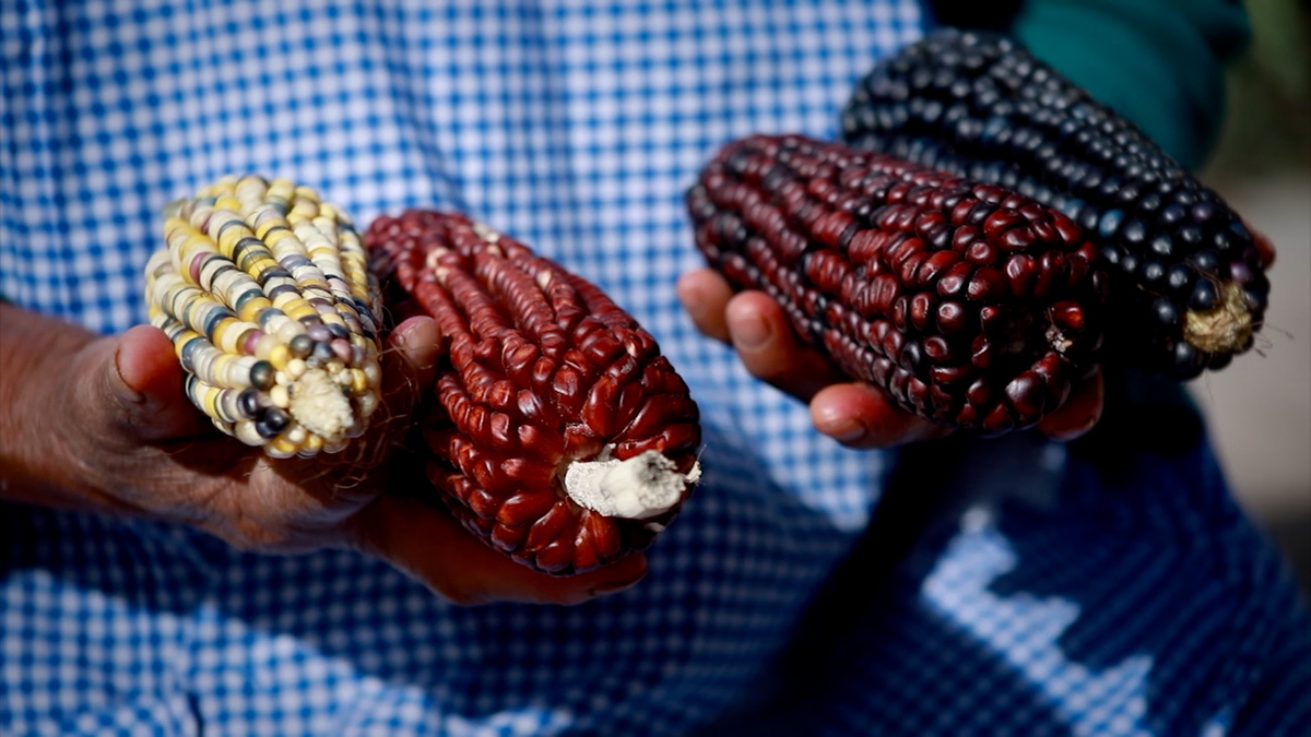 Maíz vs Corn | Especiales Milenio