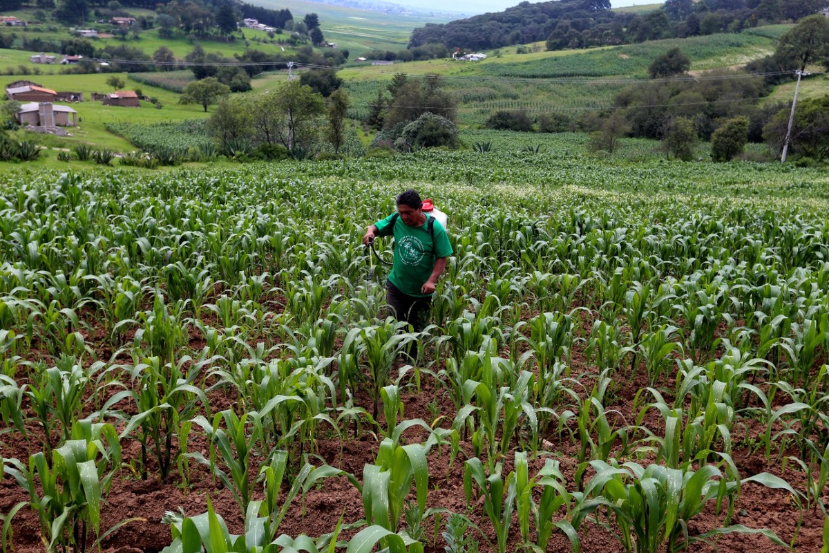 México, lejos de alcanzar soberanía alimentaria en maíz. (Javier Ríos).