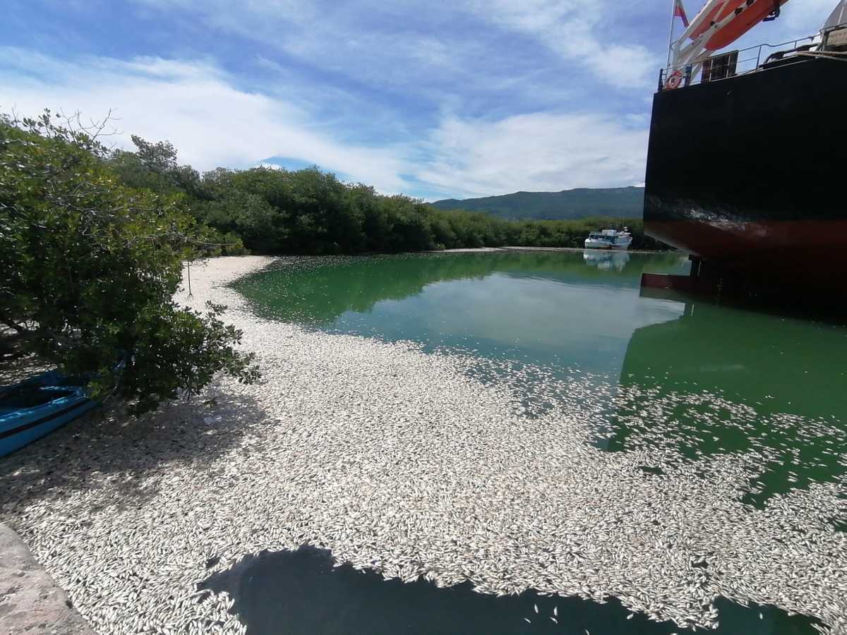 Una de las circunstancias que más llama la atención es que se trata principalmente de sardinas. (Especial)