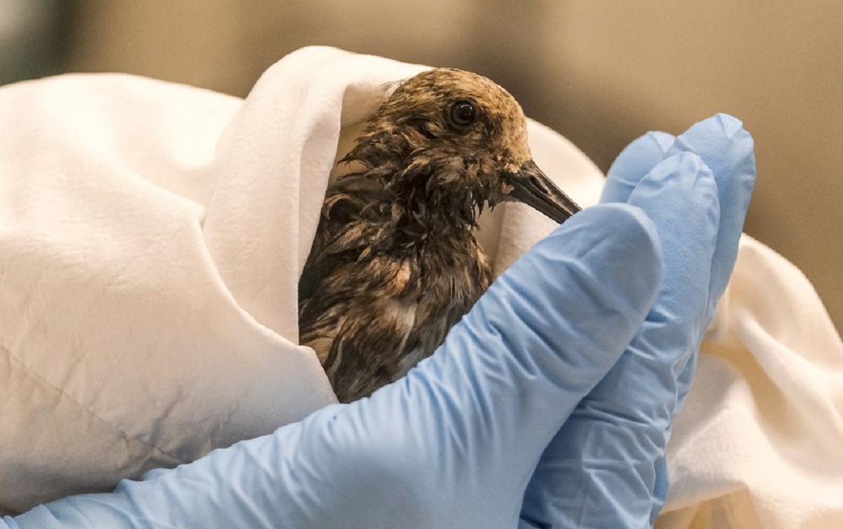 Especialista examina un Sanderling contaminado por el derrame de petróleo en Huntington Beach. (AP)