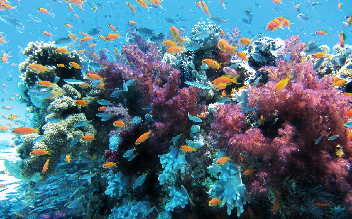 Los corales son indispensables para la vida marina y para la diversidad en los océanos. (Pixabay)