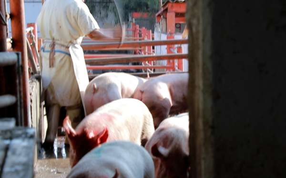 Las imágenes captadas advierten que estas condiciones no son una excepción, sino una regla. | Igualdad Animal
