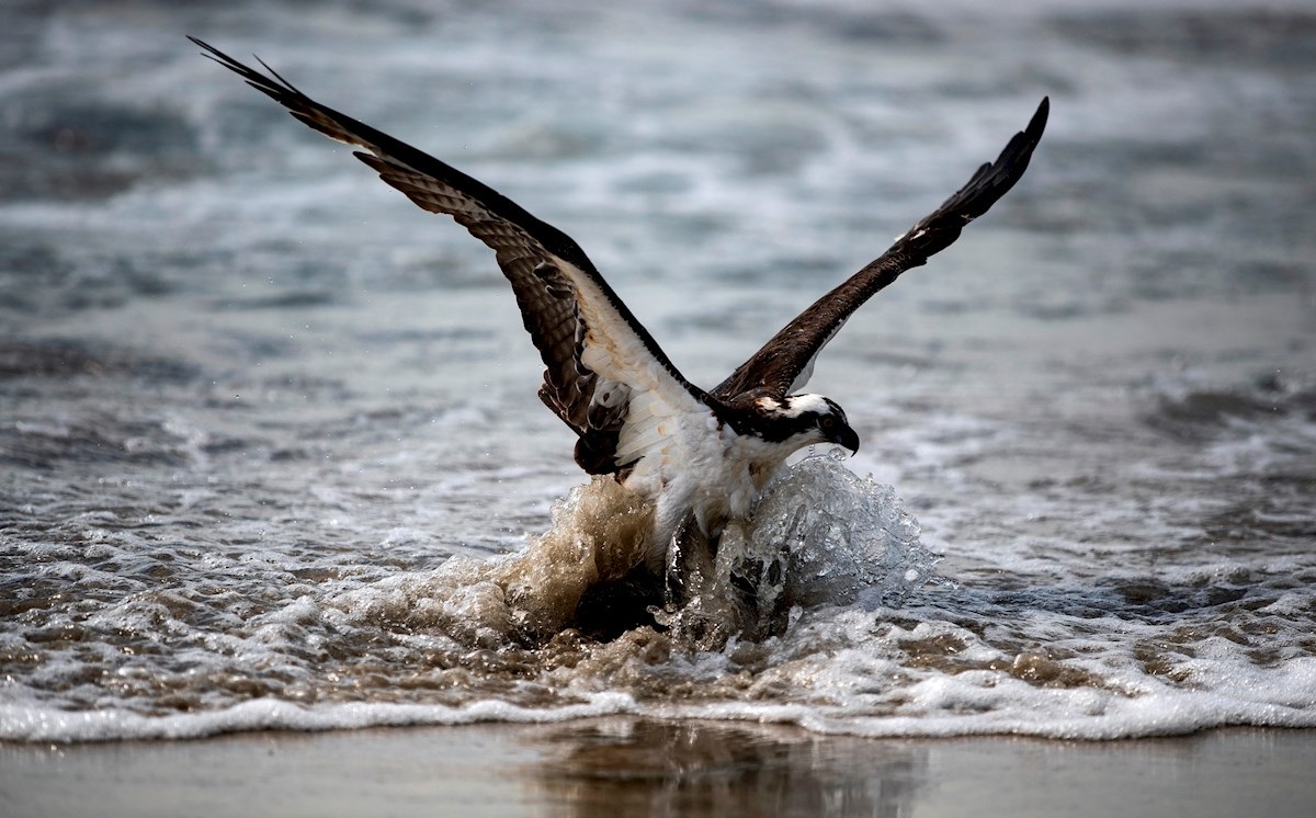 Un águila pescadora vuela en la playa después del derrame de petróleo frente a la costa de Huntington Beach. (EFE)