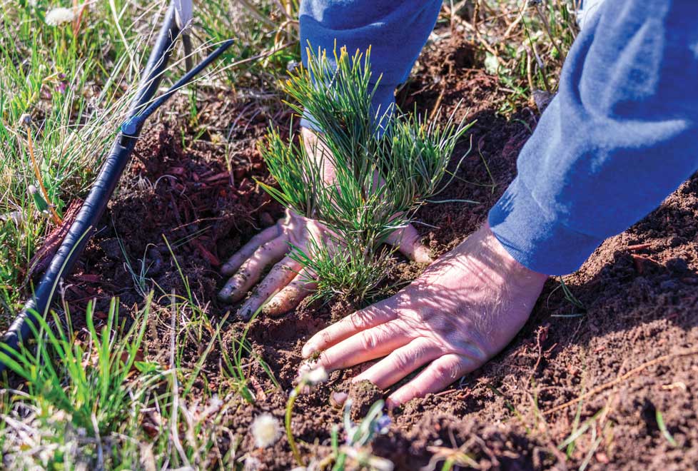 Campañas de reforestación, buen manejo de residuos, bajo consumo de agua y electricidad podrán ser replicadas por más empresas españolas.