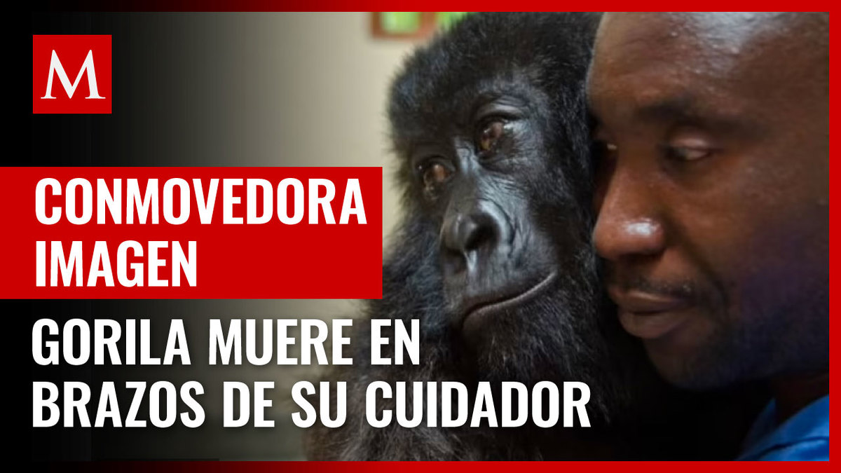 Congo. Muere gorila en brazos de su cuidador; foto viral