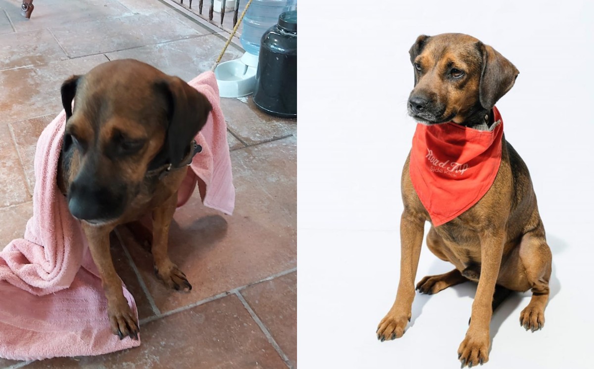 Dejan “plantado” a perrito que iba a ser adoptado. (Melody Patitas)