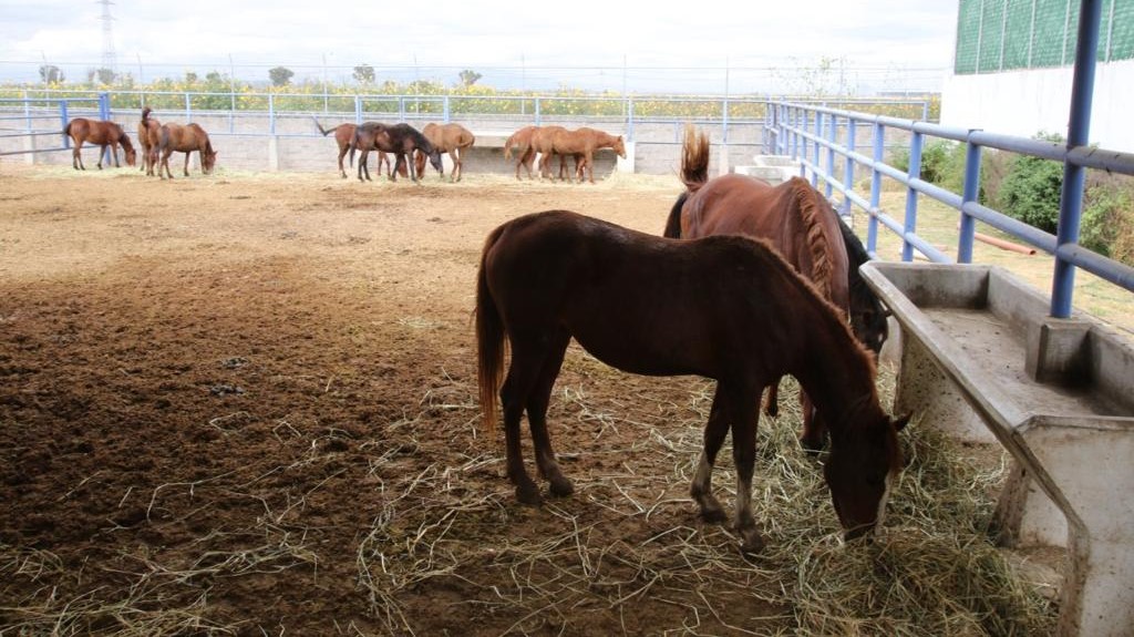 Los anticuerpos se cosechan del plasma sanguíneo del equino para continuar con los procesos de purificación, concentración, envase y liofilización.
