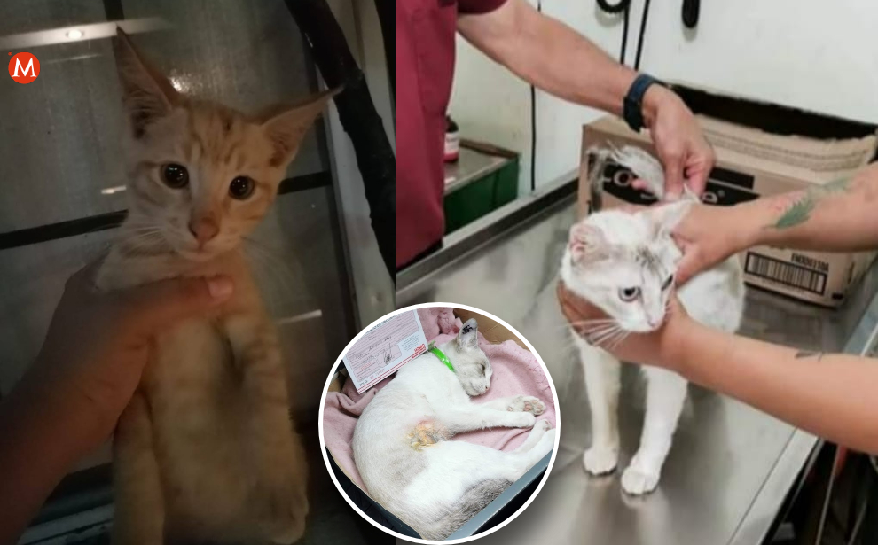 Ciudad Madero sufre por infestación de gatos