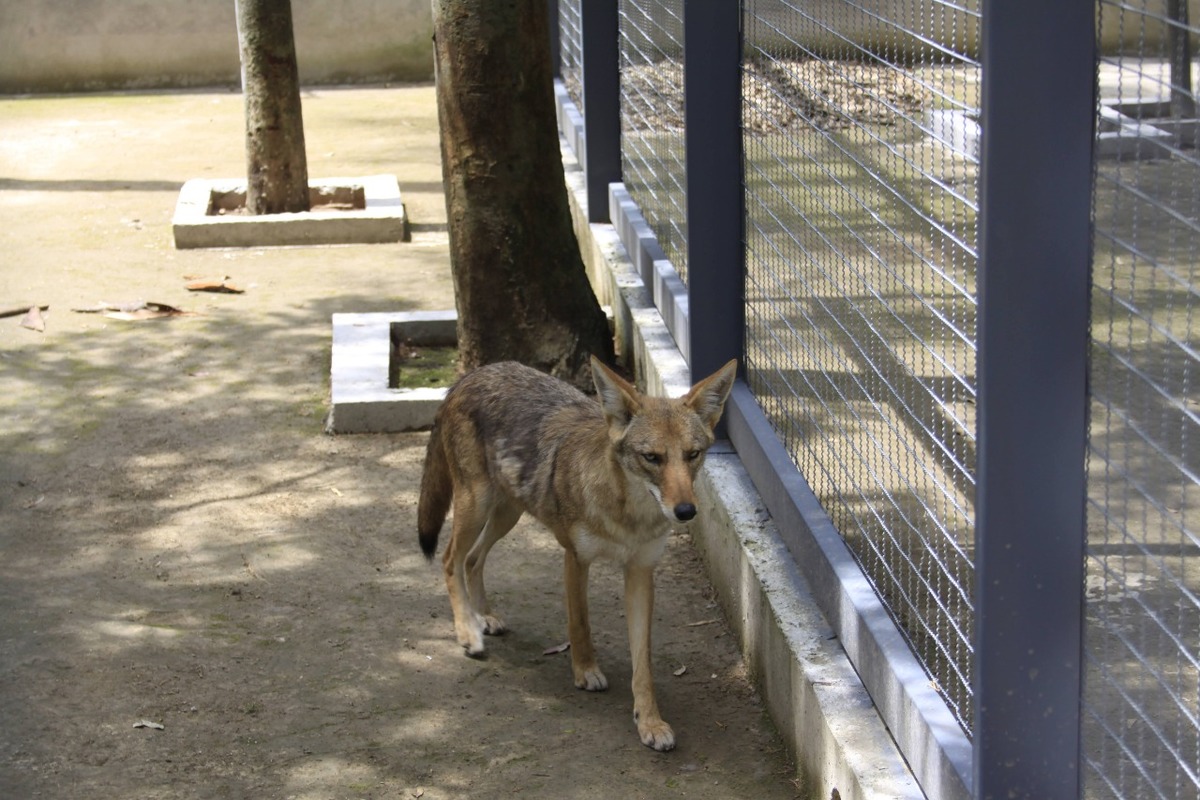 Coyote. (Andrés Lobato)