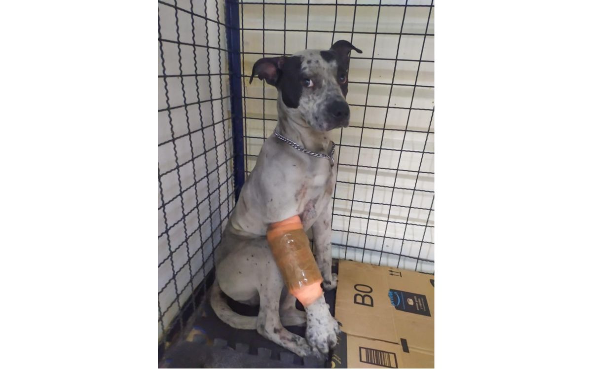 "Temo" busca a su familia | Especial