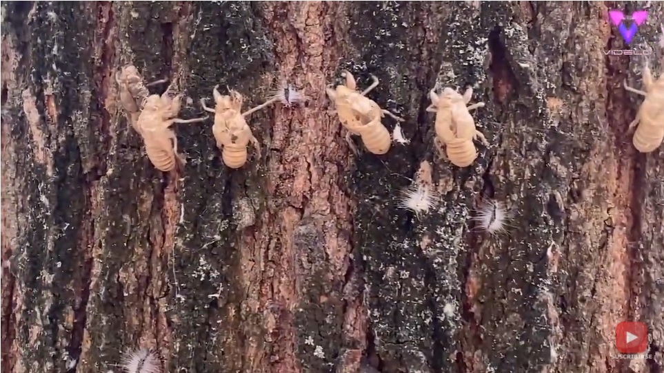 Exoesqueletos aparecen en árbol (Captura)