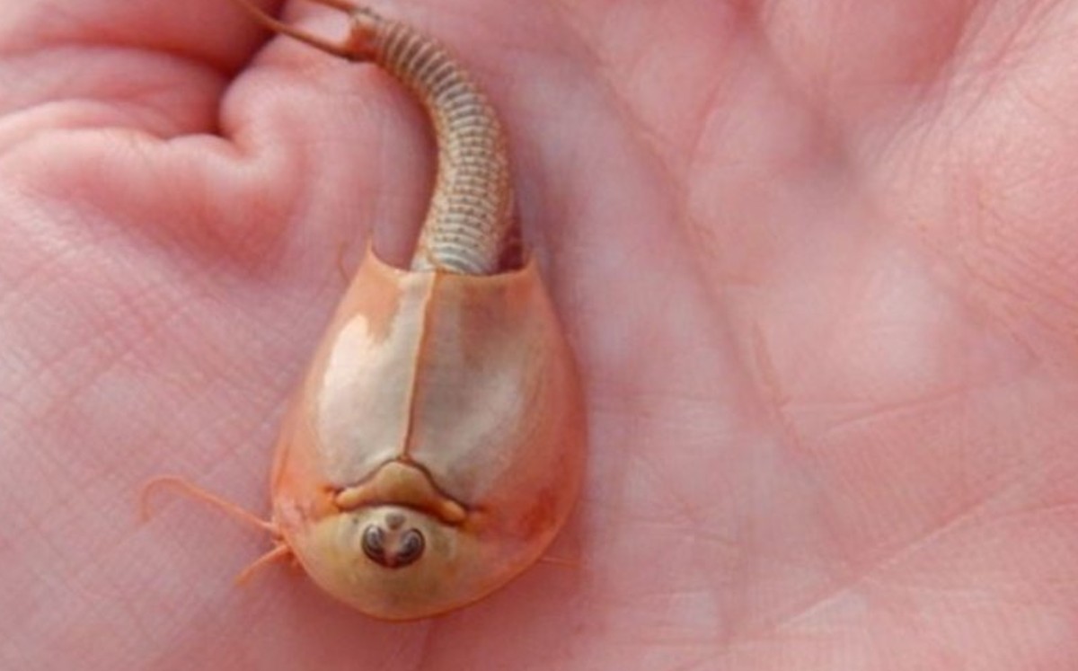 Hallan camarones de tres ojos. (Especial)