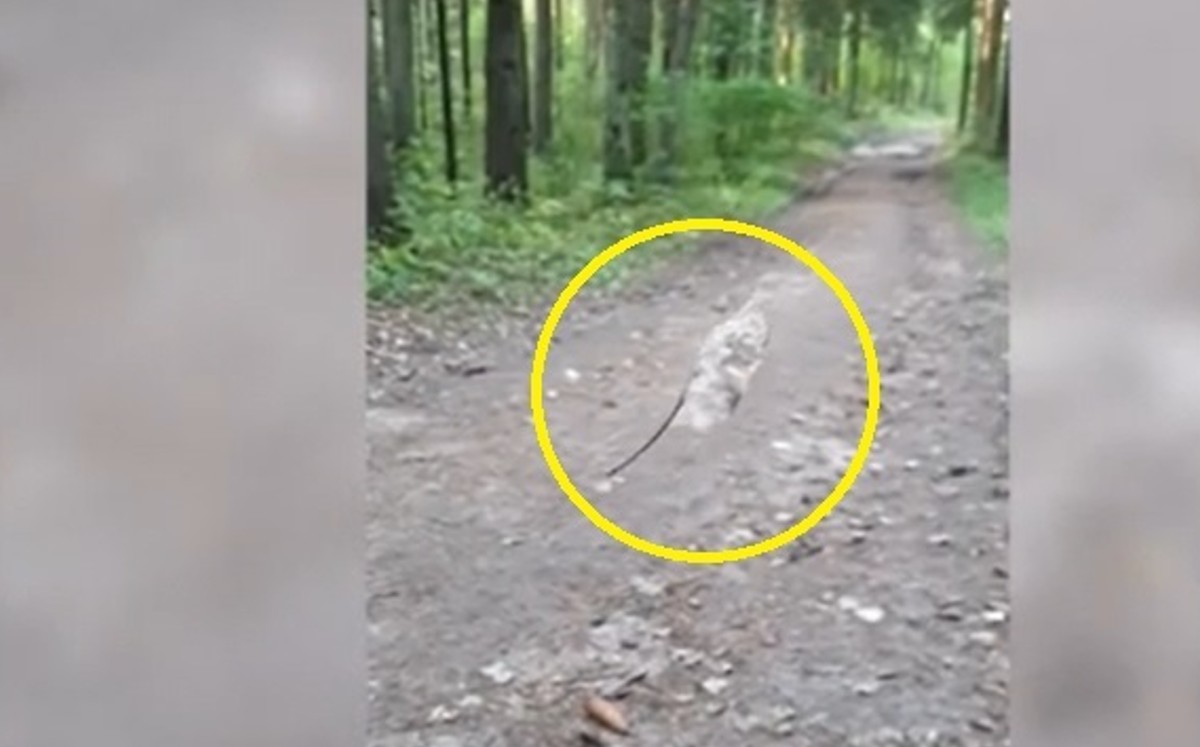 Una misteriosa hoja "flotando" constantemente en el aire llamó la atención de dos mujeres en un bosque de Bielorrusia