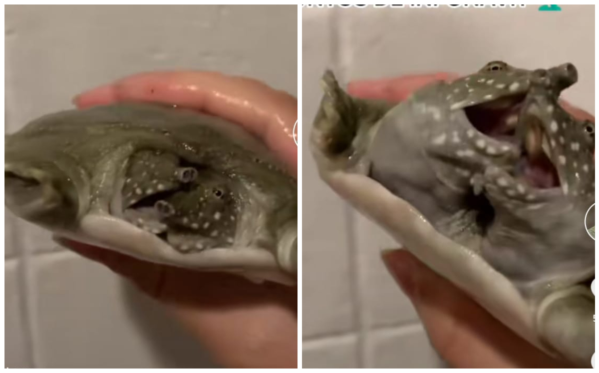 Aterradora tortuga con dos cabezas se hace viral (Captura)