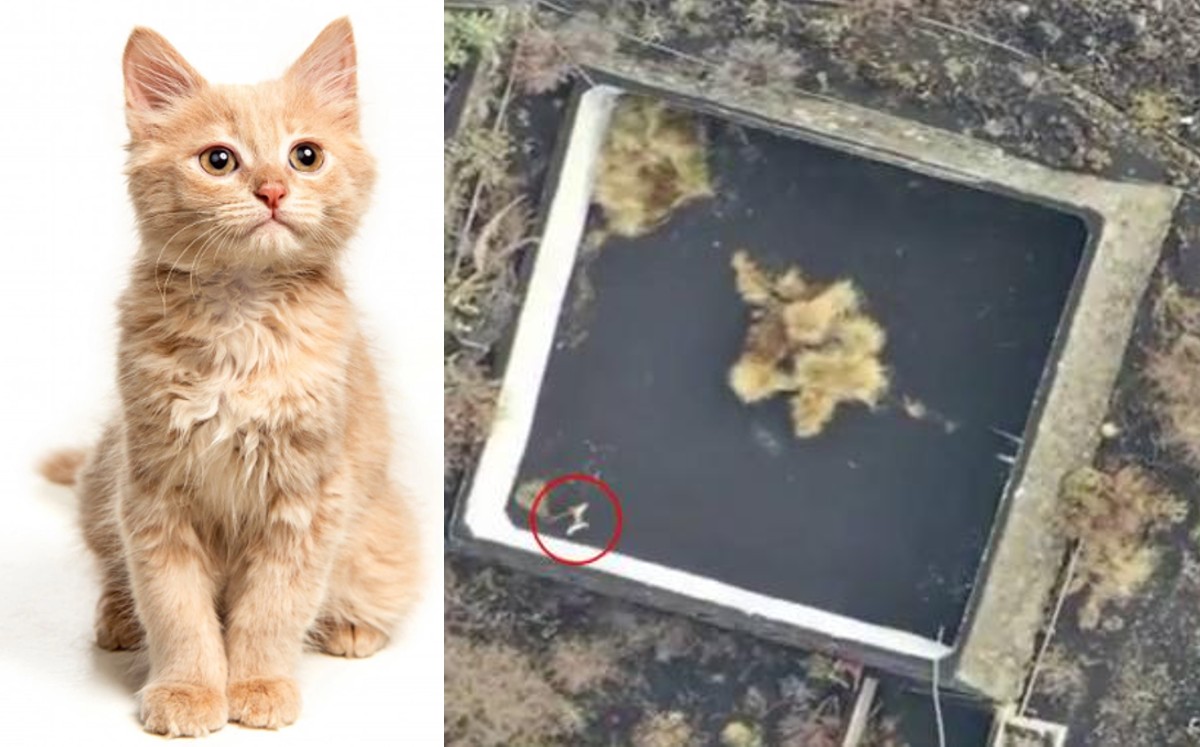 El rescate del gato únicamente es posible vía aérea, indicó la organización Leales.org (Especial)