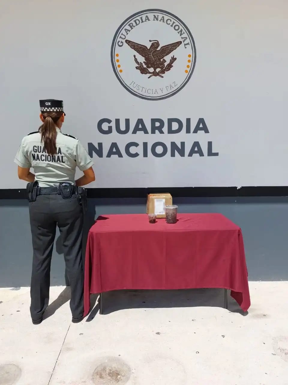 Las serpientes fueron halladas en una caja de cartón en mal estado (Guardia Nacional)