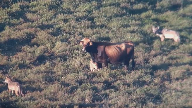 Vaca pelea con lobos para defender a su cría (Captura)