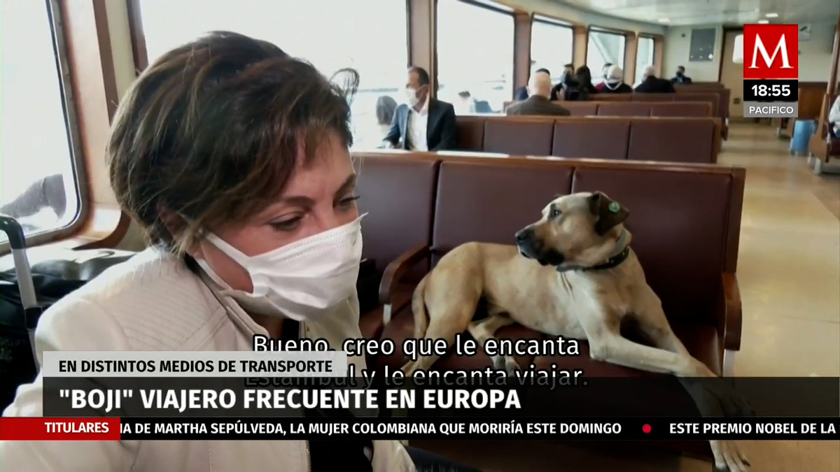 Boji, el lomito errante que viaja en tranvía de Estambul