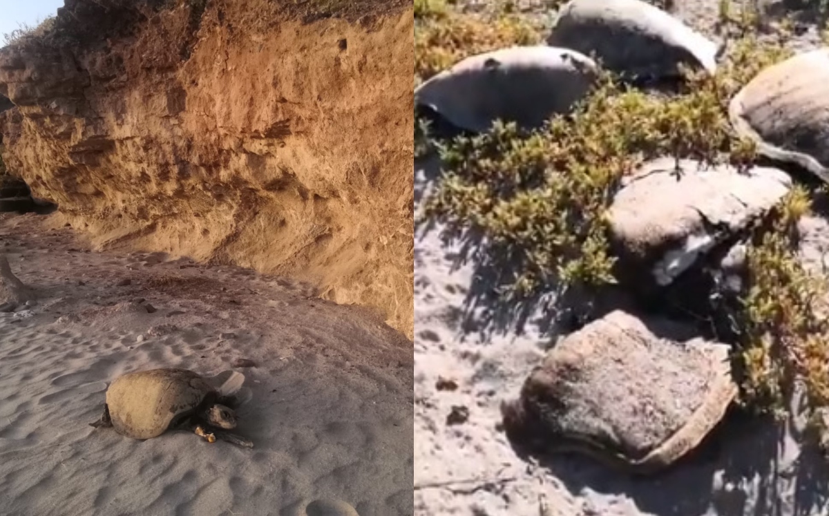 Hallan tortugas muertas en Guaymas | Twitter @AguedaBarojas