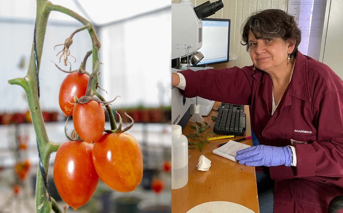 El proyecto ha contado con el apoyo de productores de algunas regiones de Tlaxcala.| Especial