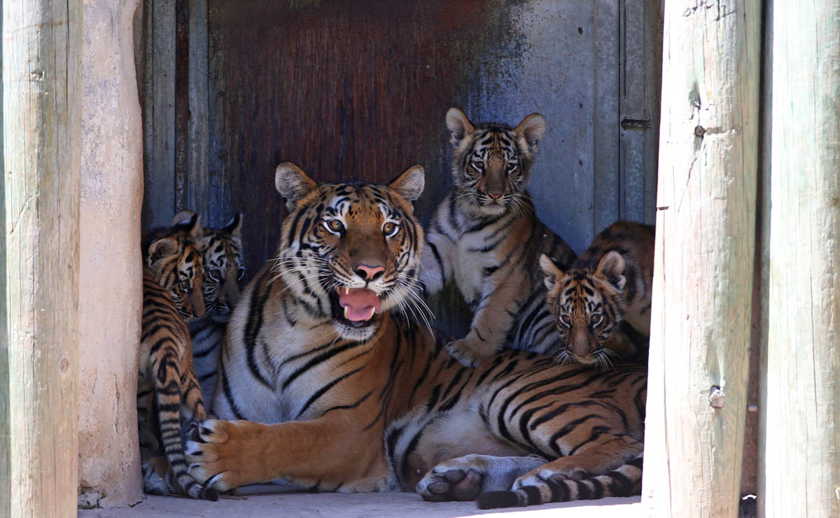 Diana, Bengali, Fercho y Tigro son los pequeños tigres de bengala que nacieron en el Zoológico Guadalajara (Fernando Carranza)