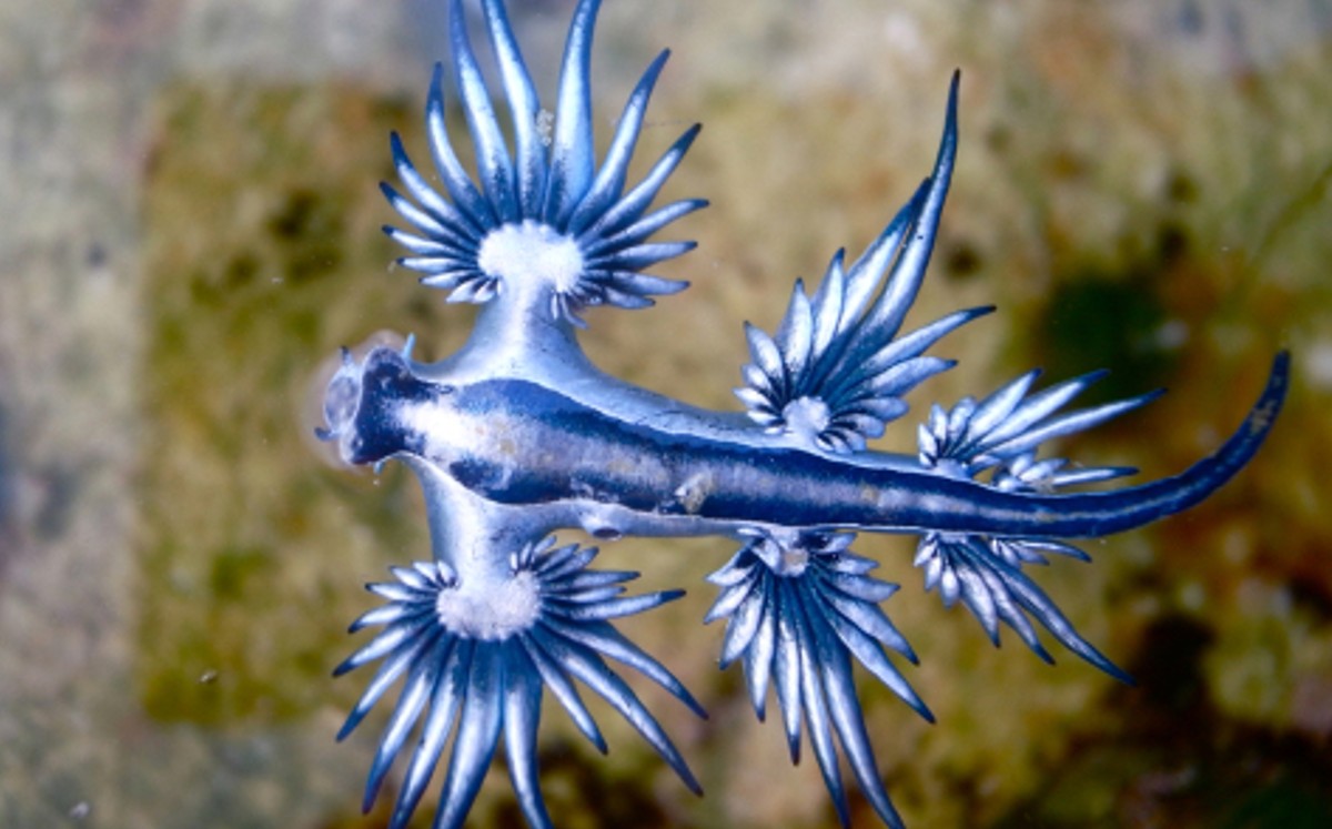 Hallan venenosos 'Dragones azules' en España. (Especial)