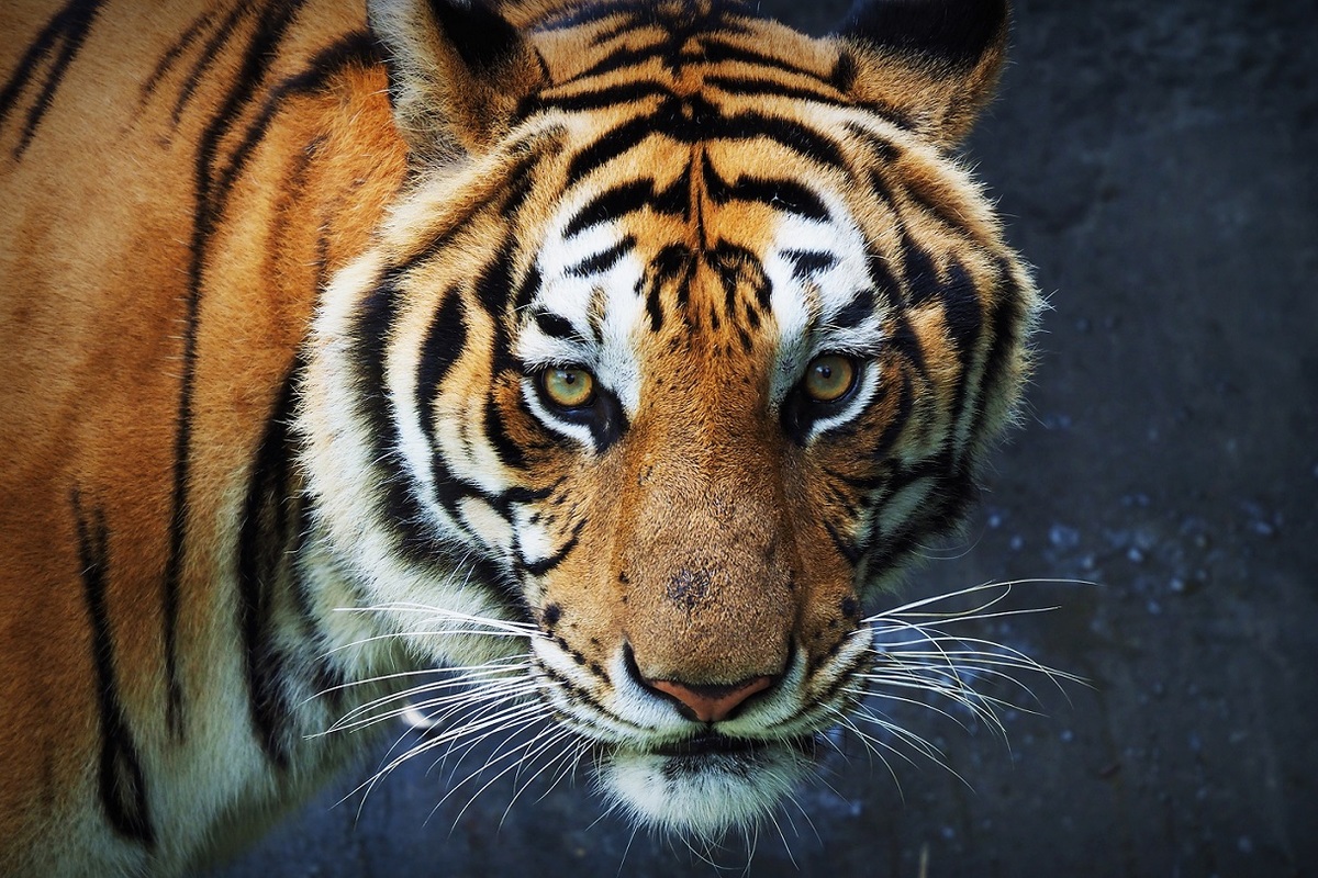 El tigre de Sumatra es una especie en peligro de extinción. (Freepik)