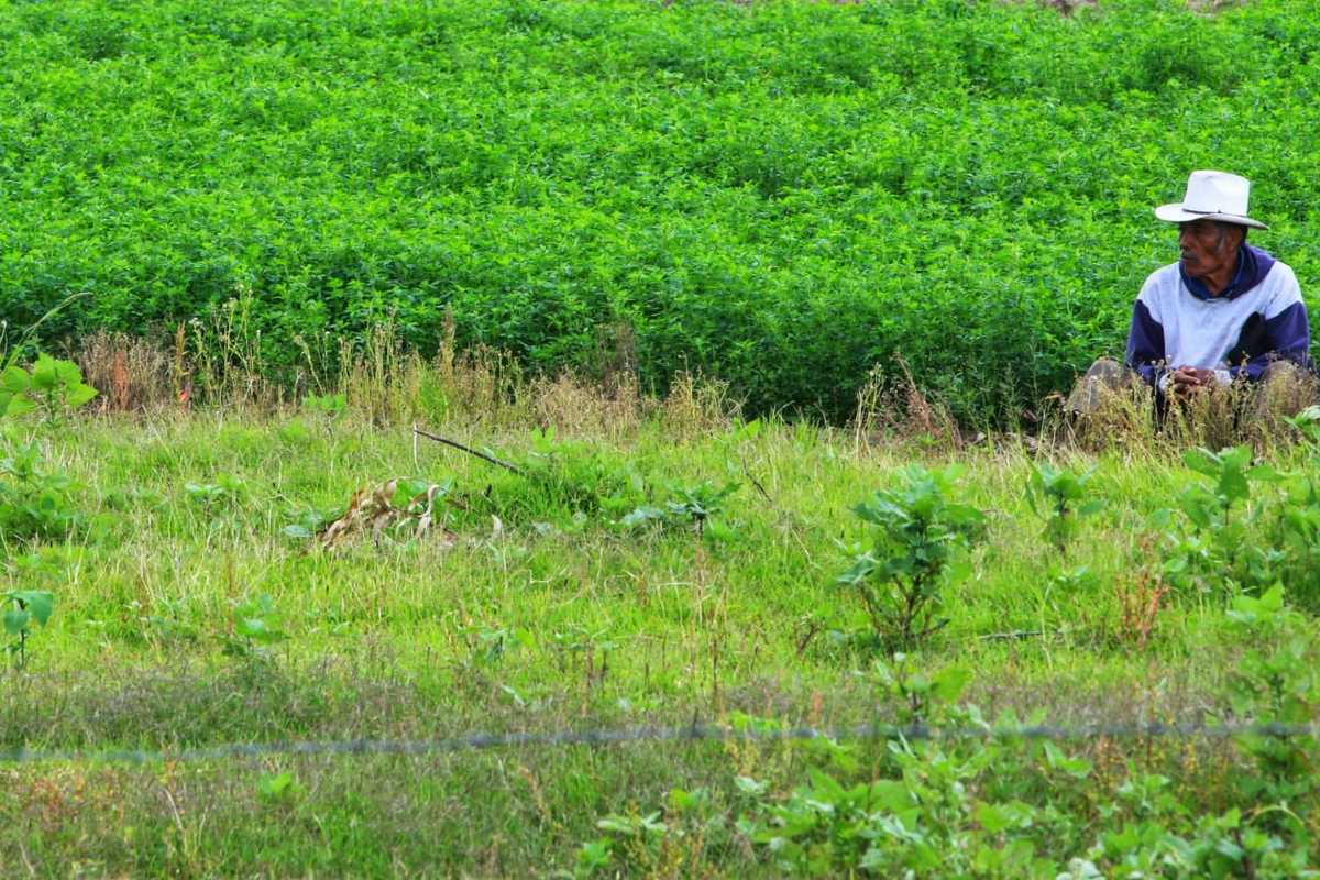 Un campesino descansa de su jornada a un lado de su hortaliza de perejil | Andrés Lobato