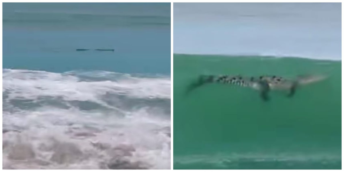 Ecuentran cocodrilo en la playa (Captura)