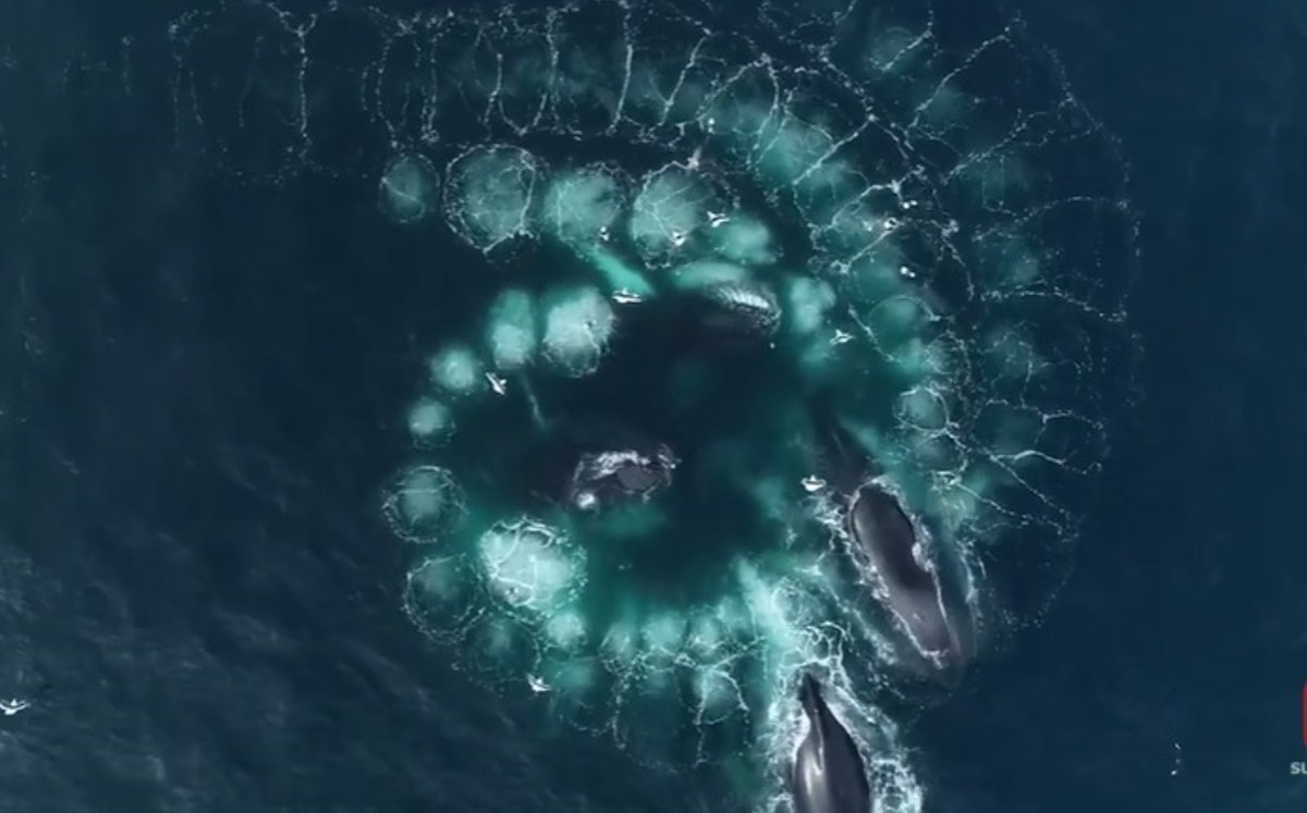 Filman a vista de pájaro el fascinante momento en que un grupo de ballenas jorobadas forman una espiral para cazar krill. (DPA)