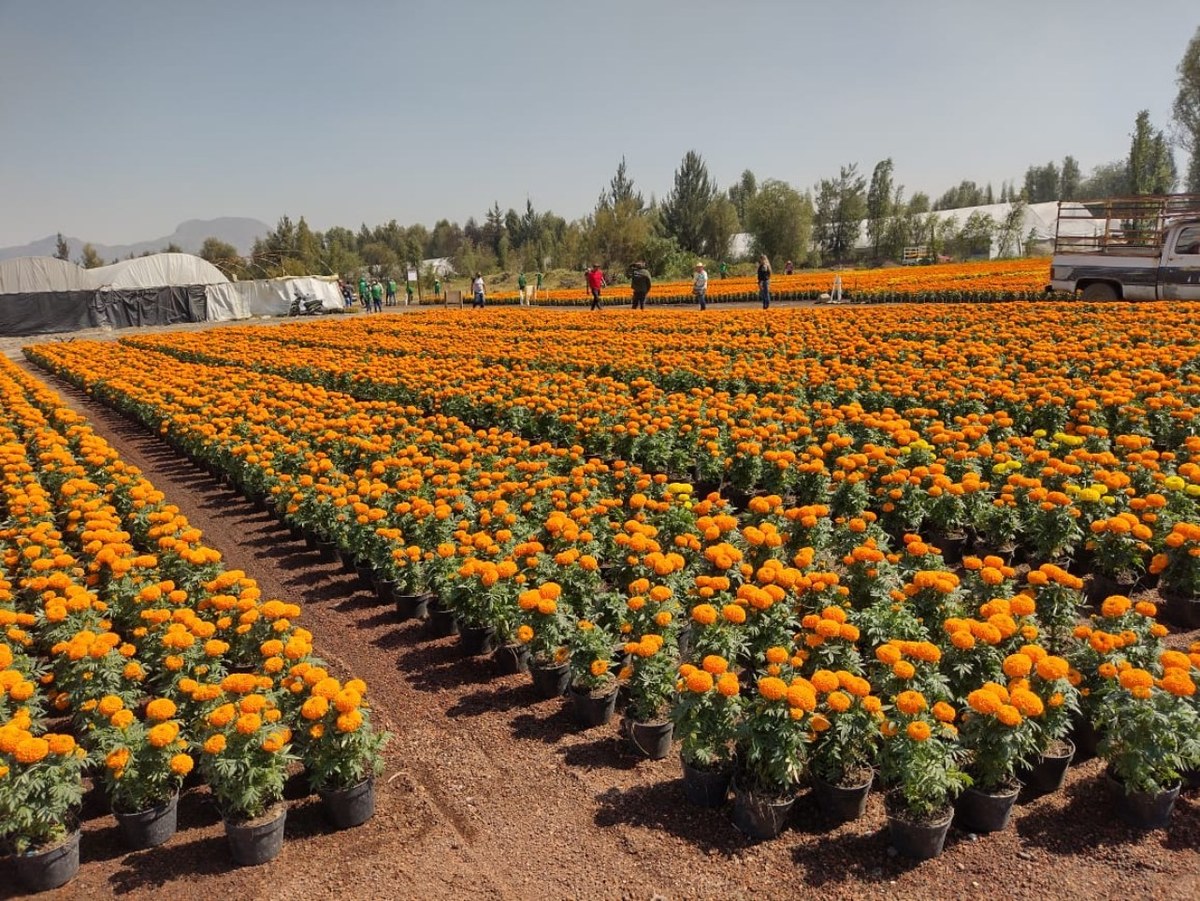 Inicia temporada 2021 de flor de cempasúchil. | Especial