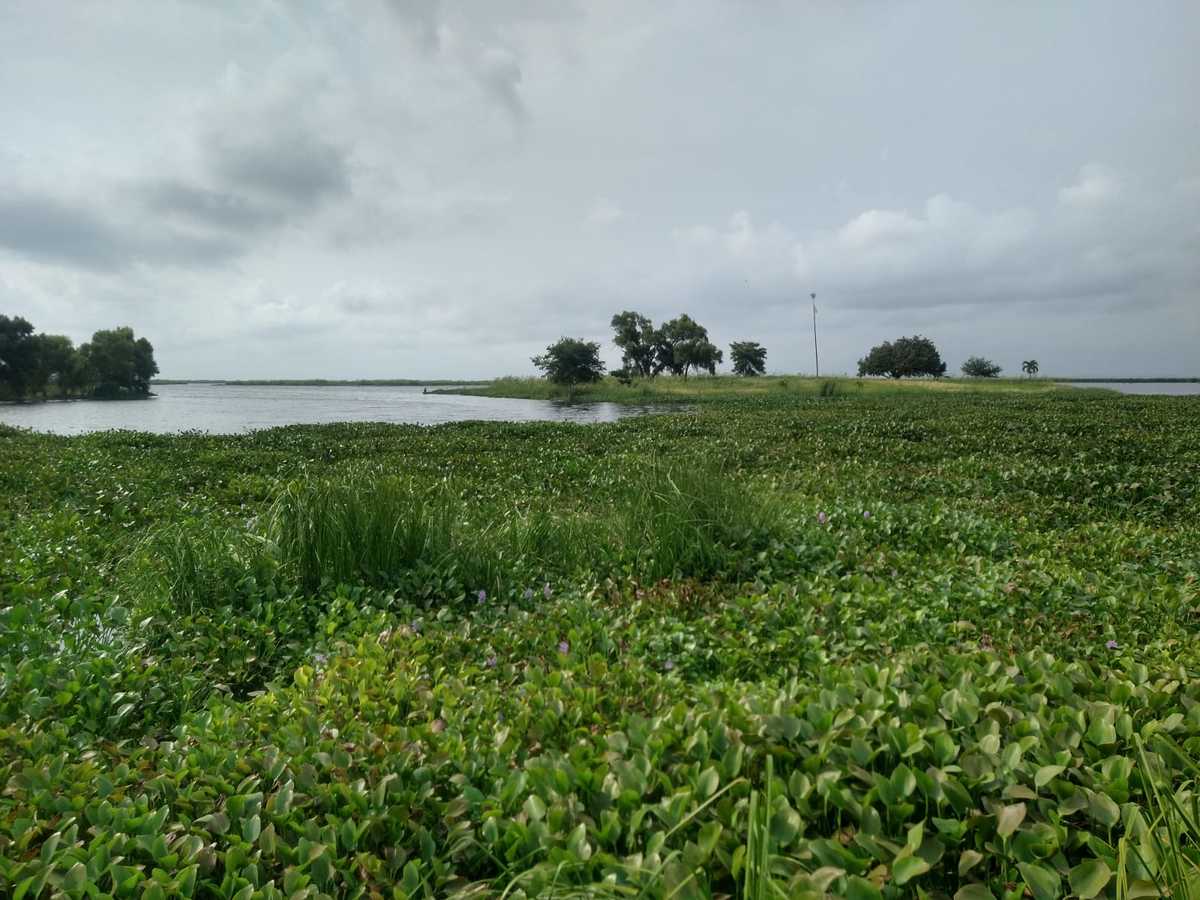Lirio acuático impide salida de pescadores y lancheros en Champayán