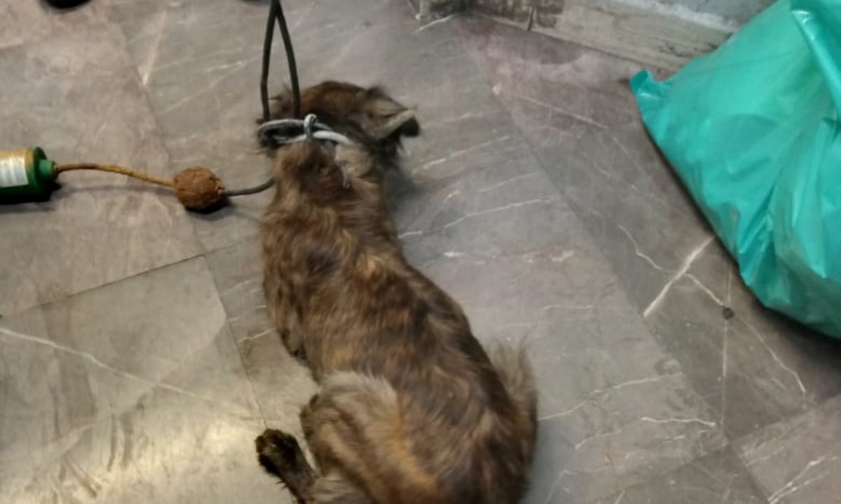 El perito bajó a las vías de la Línea 8 del Metro de CdMx. | Especial
