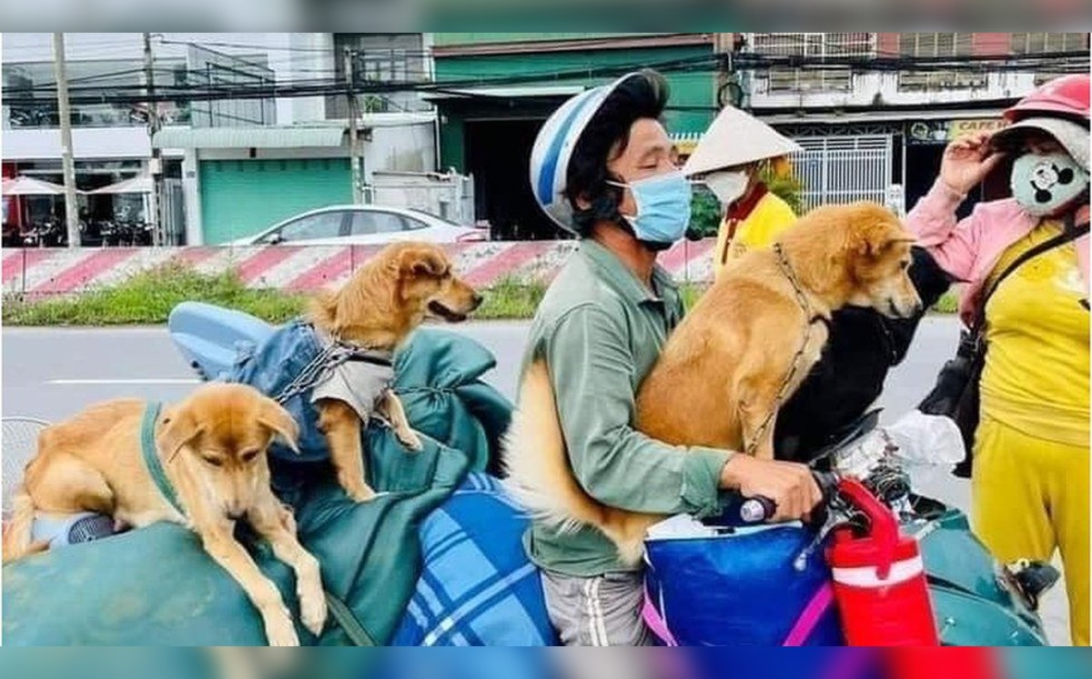 Los perros fueron asesinados para evitar contagios, argumentaron las autoridades vietnamitas. (Especial)